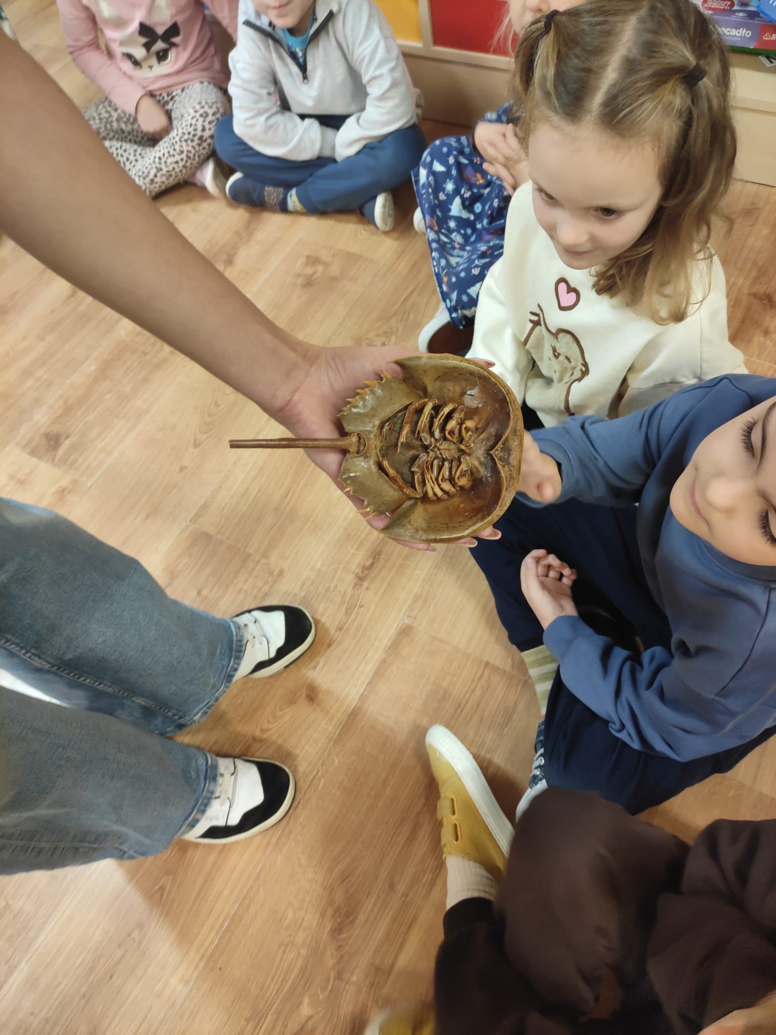 dzieci przedszkolne oglądające muszle i zwierzęta wodne